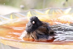 Junco hyemalis