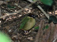 Pitta versicolor versicolor