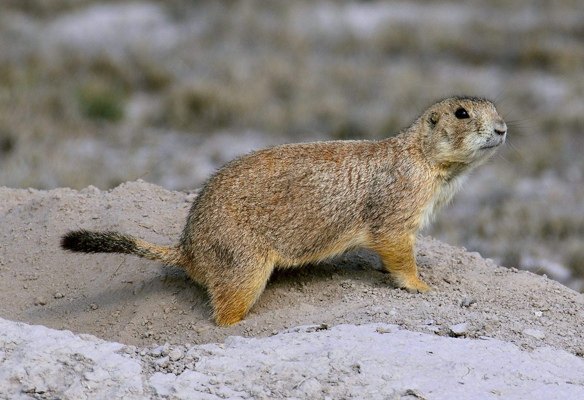 Cynomys mexicanus Merriam, 1892