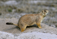 Mexican Prairie Dog photo 1