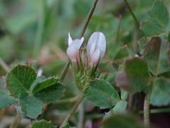 Trifolium variegatum