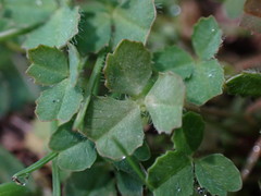 Trifolium variegatum