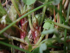 Trifolium variegatum