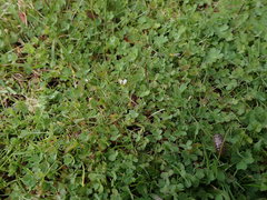 Trifolium variegatum