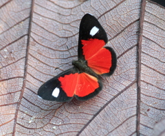 Mesene leucophrys