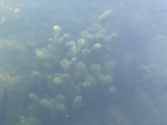 Limnophila
