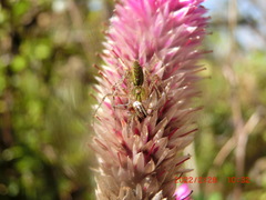 Peucetia formosensis