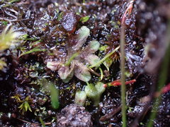 Riccia beyrichiana