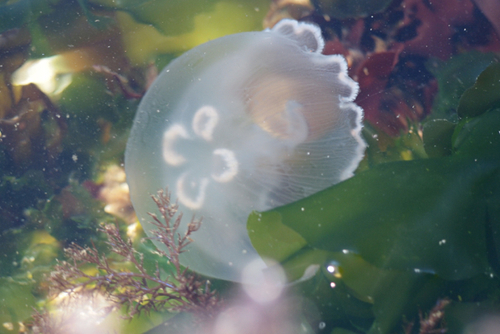 Greater Moon Jelly, photo 7 of 7