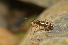 Caledonica