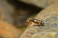Caledonica