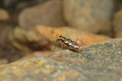 Caledonica