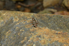 Caledonica