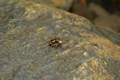 Caledonica