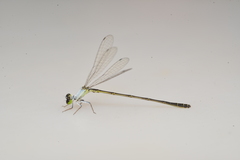 Agriocnemis exsudans