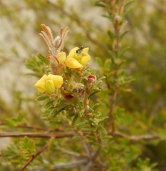 Phyllota pleurandroides