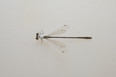 Agriocnemis exsudans