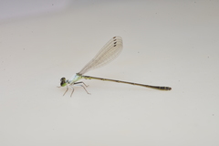 Agriocnemis exsudans