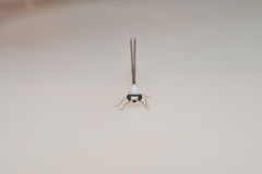 Agriocnemis exsudans