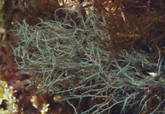 Chondria acrorhizophora