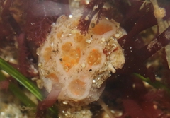 Heteropolypus ritteri