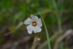 Sida linifolia