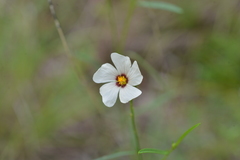 Sida linifolia