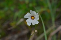 Sida linifolia