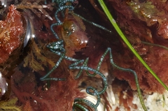 Chaetomorpha spiralis