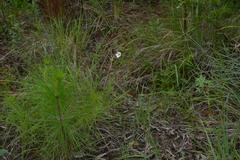 Sida linifolia