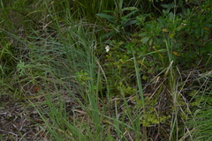Sida linifolia