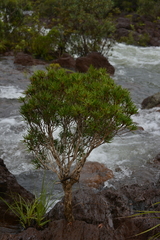 Melaleuca brongniartii