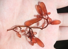 Botryocladia pseudodichotoma