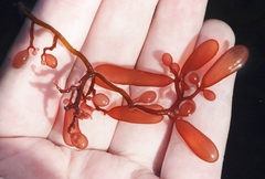 Botryocladia pseudodichotoma