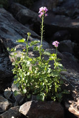Cardamine raphanifolia