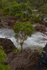 Melaleuca brongniartii