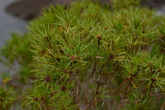 Melaleuca brongniartii