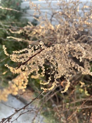 Artemisia annua