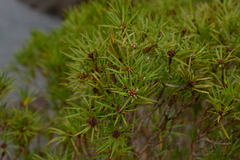Melaleuca brongniartii