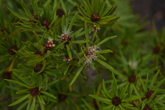 Melaleuca brongniartii