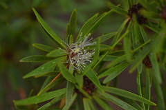 Melaleuca brongniartii