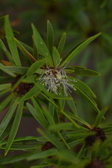 Melaleuca brongniartii