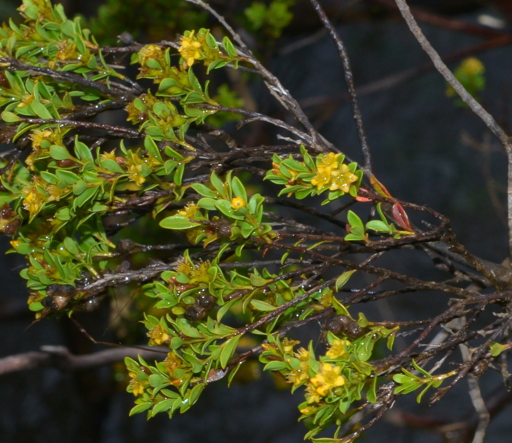 Cloezia buxifolia