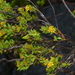 Cloezia buxifolia - Photo 由 Pierre-Louis Stenger 所上傳的 (c) Pierre-Louis Stenger，保留部份權利CC BY-NC