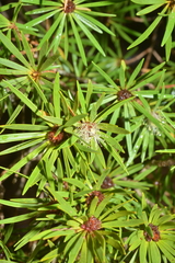 Melaleuca brongniartii