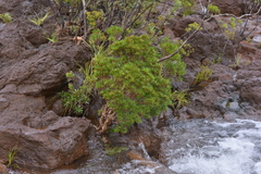 Melaleuca brongniartii