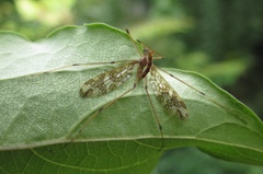 Mischoderus annuliferus