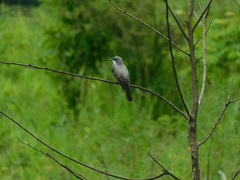 Tyrannus niveigularis