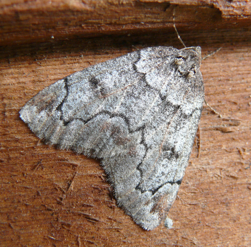 Spodolepis danbyi