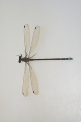 Caledopteryx maculata